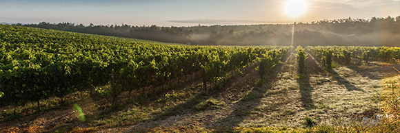 Environmental ICT services